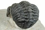 Bargain, Curled Pedinopariops Trilobite - Mrakib, Morocco #287700-4